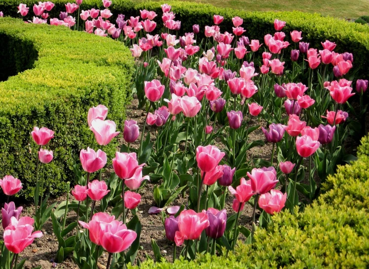 a large collection of pink and purple tulips