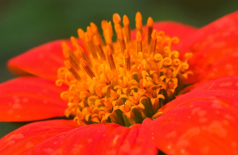 the center part of an orange flower with droplets