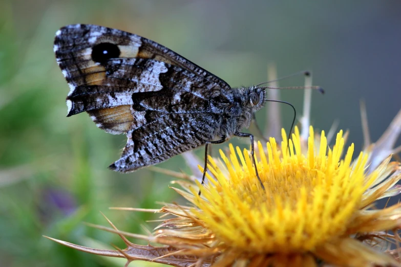 a large erfly sits on top of a flower