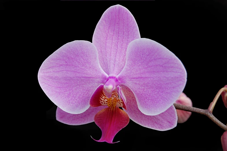 a purple orchid flower on a black background