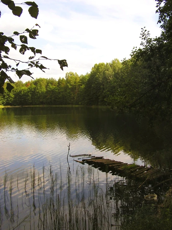 a lake surrounded by trees with many leafs