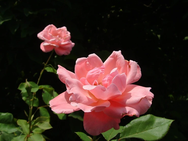 a single pink rose with many leaves around it