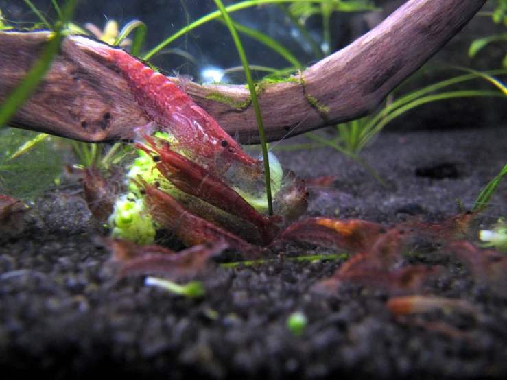 underwater vegetation, including grass, are seen in this image