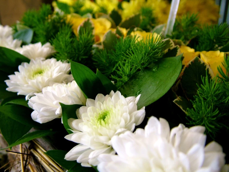 some white flowers and a green nch on a table