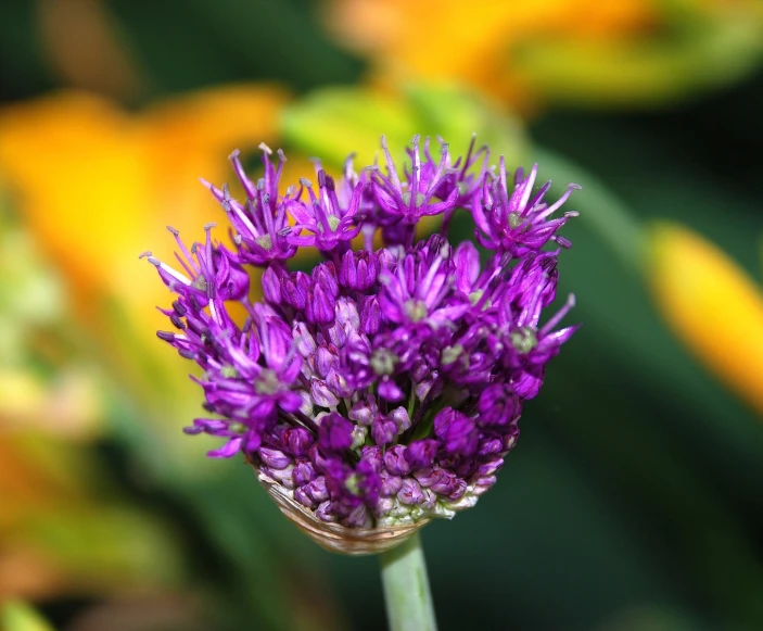 a close up of some purple flowers