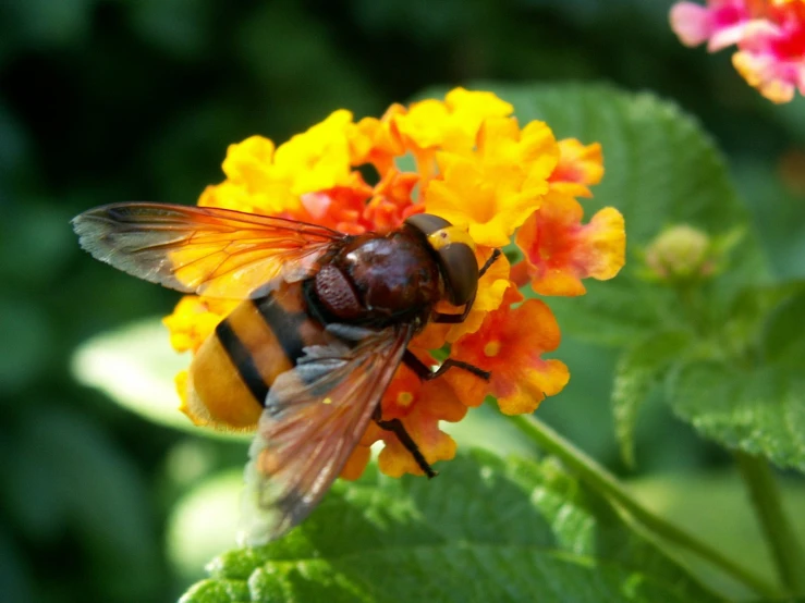 a large yellow and red bee on a yellow flower