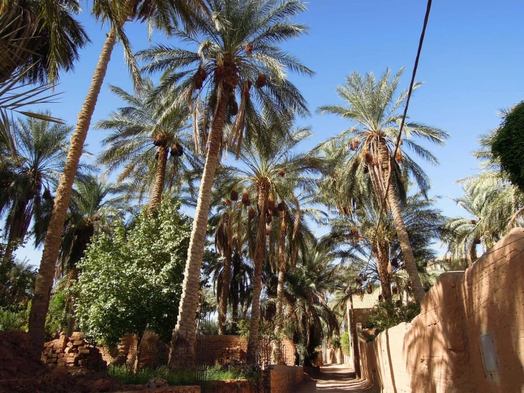 palm trees line a narrow path in the middle of a desert
