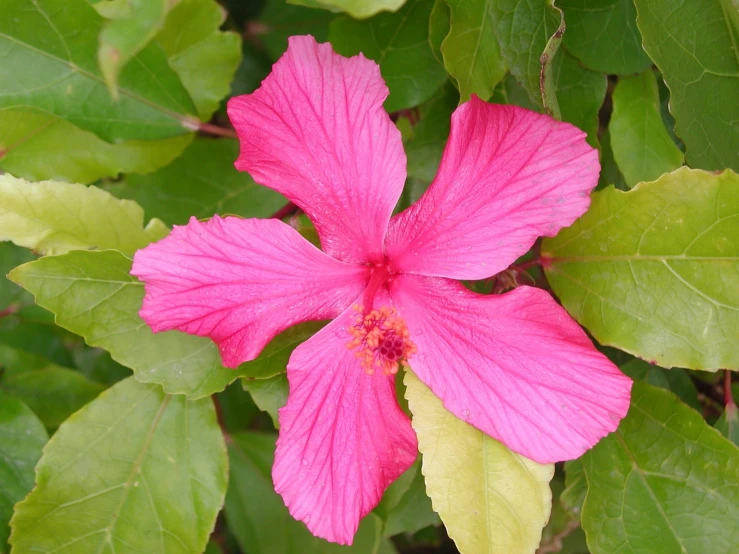 a pink flower is on the ground amongst many green leaves