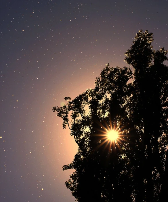 tree nches and the moon can be seen over the trees