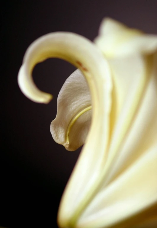 a beautiful white flower sitting on top of a green table