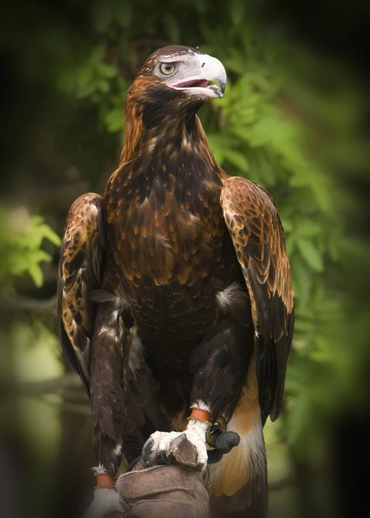 a large eagle sitting on top of a glove