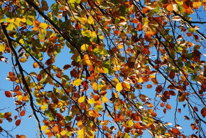 a tree that has yellow and orange leaves