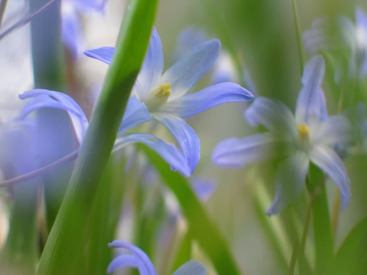 a group of blue flowers sitting on top of a lush green field