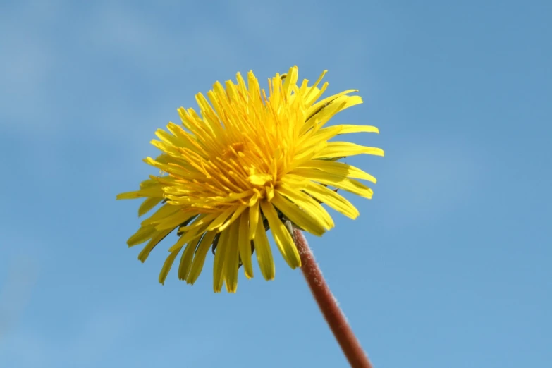 a bright yellow flower with the sky behind it