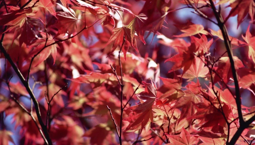 a red tree in front of blue sky