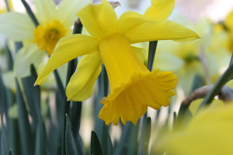 daffodils in yellow and white grow with a hover in the background