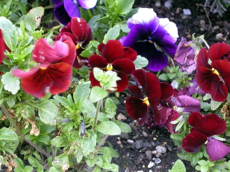 an assortment of flowers are growing in a garden