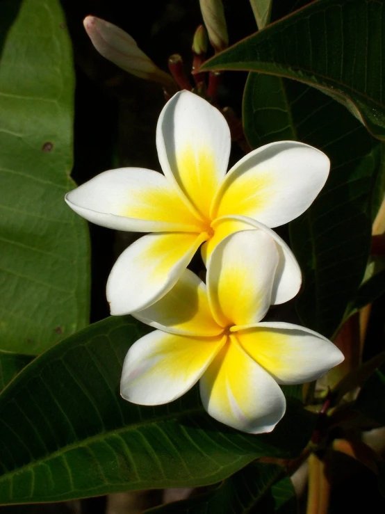 a white and yellow flower sitting on top of green leaves