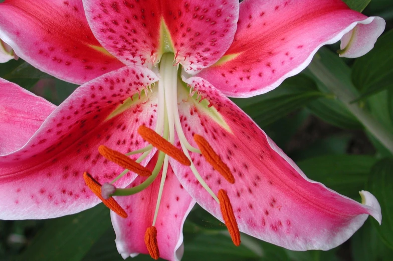 a beautiful pink and white lily with large red stamen