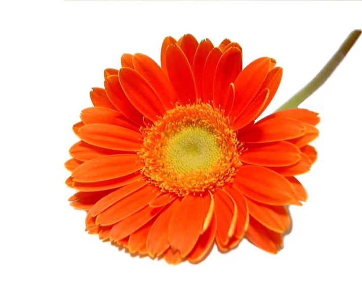 orange flower with water droplets on it