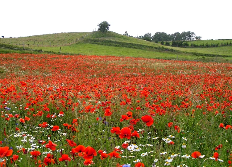 a field full of flowers in a hilly area