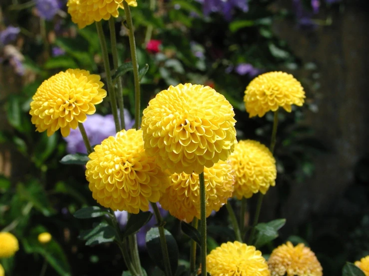 yellow and purple flowers by a wall