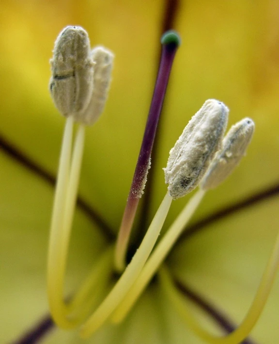 the stems of a plant with a flower bud on top