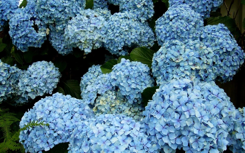 there are some blue flowers growing by the fence