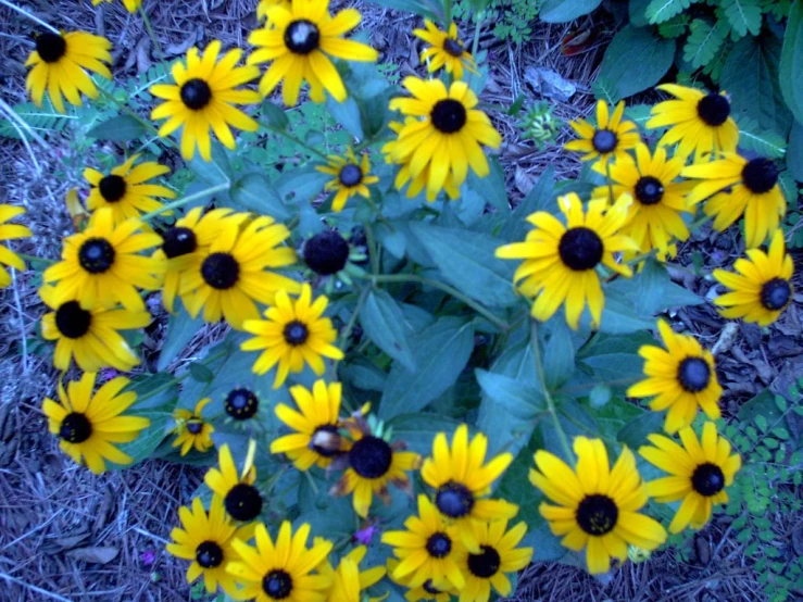 many yellow and black flowers in the grass