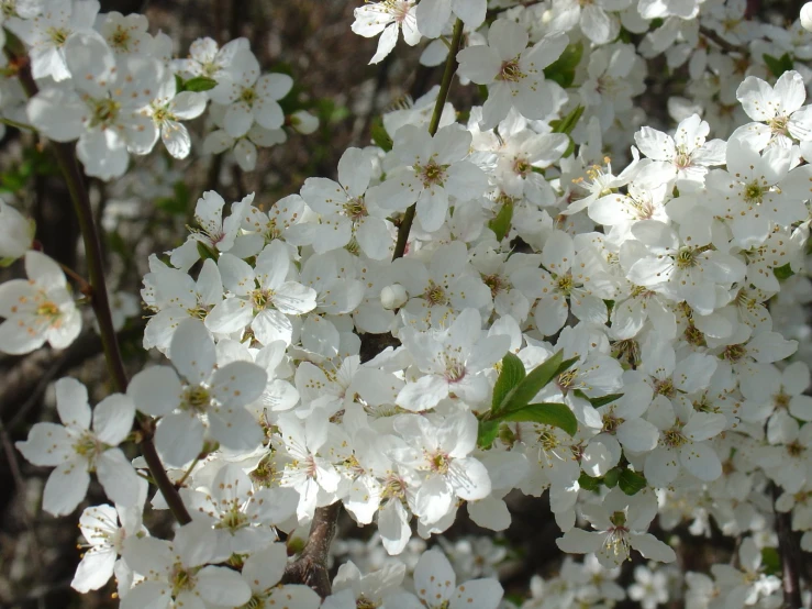 white flowers growing in the sunlight next to a tree