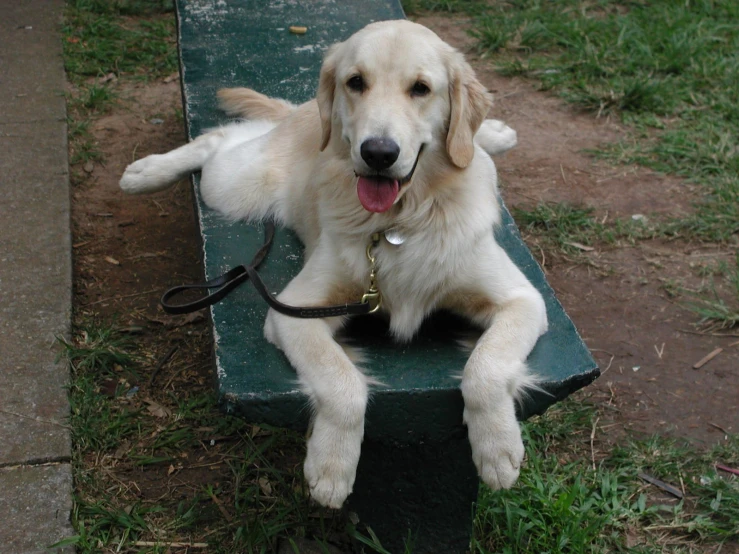 the puppy is laying down on the bench