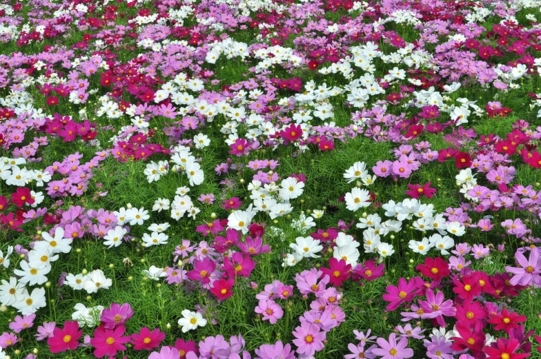 a field full of flowers and grass