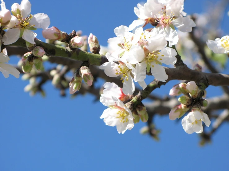 the nch of a white flowered tree with tiny, budding flowers