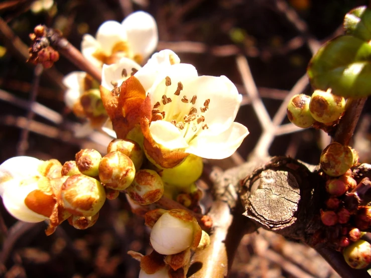 close up of white flowers in the middle of a field