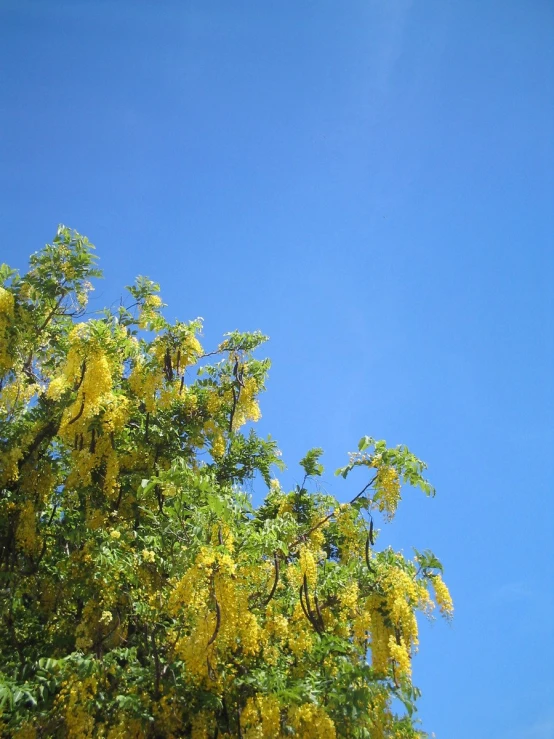 a yellow tree with very bright, yellow flowers