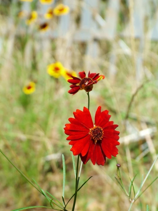 a flower with two large petals in the grass