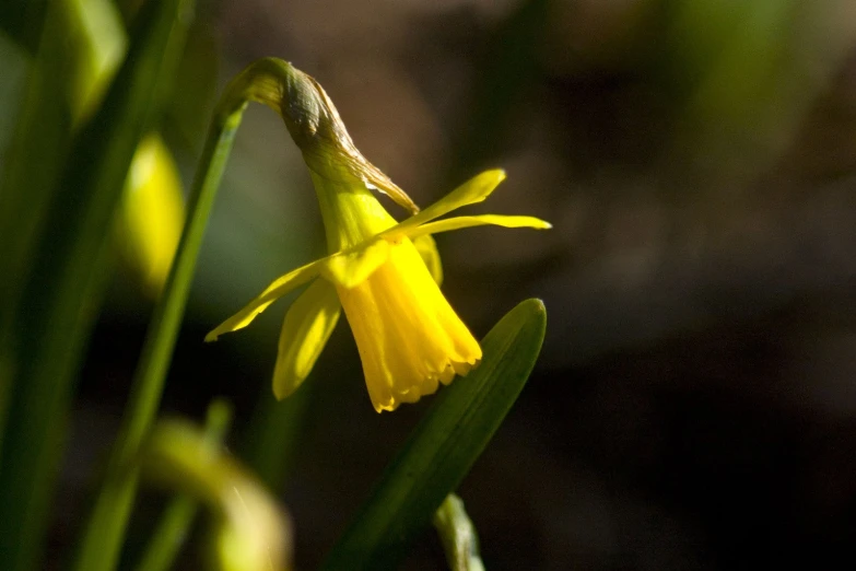 yellow flower with green stems in bright sunlight