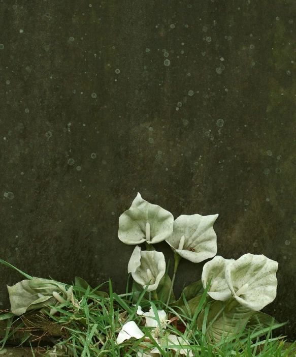 there are some flowers growing out of the ground