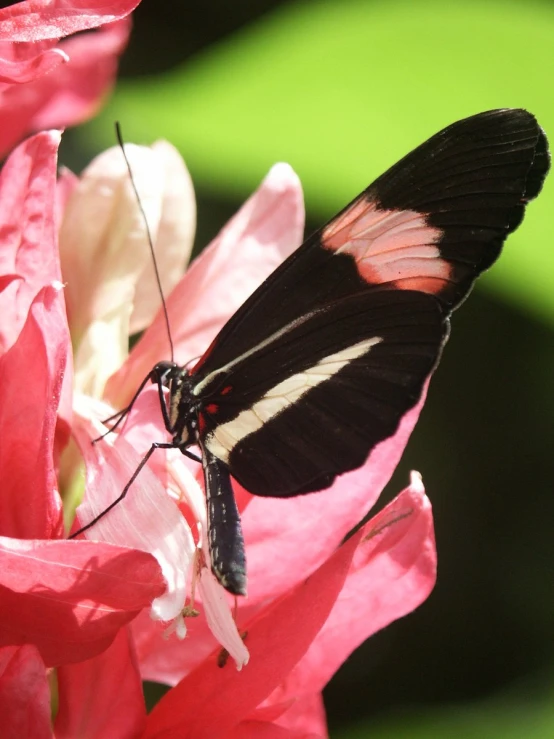 an insect sitting on a pink flower with another behind it