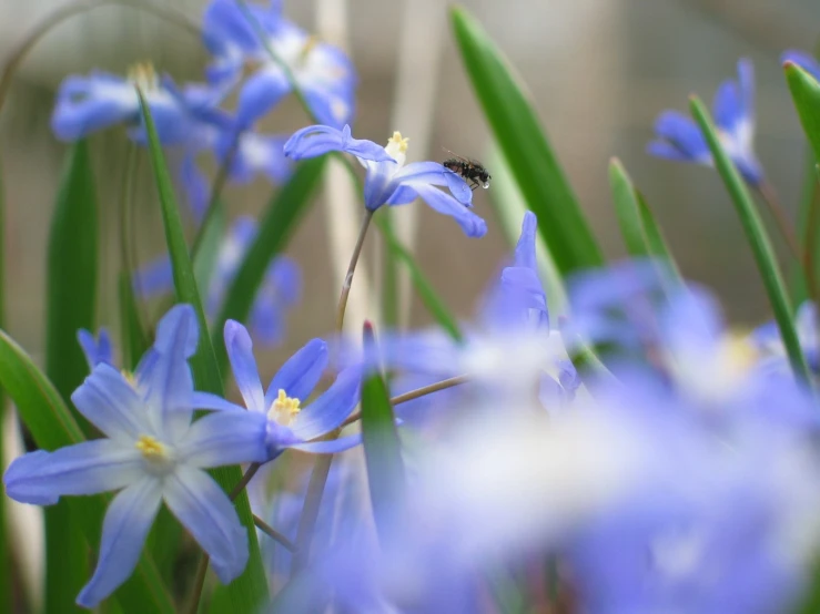 a small bee is on a flower next to some green leaves