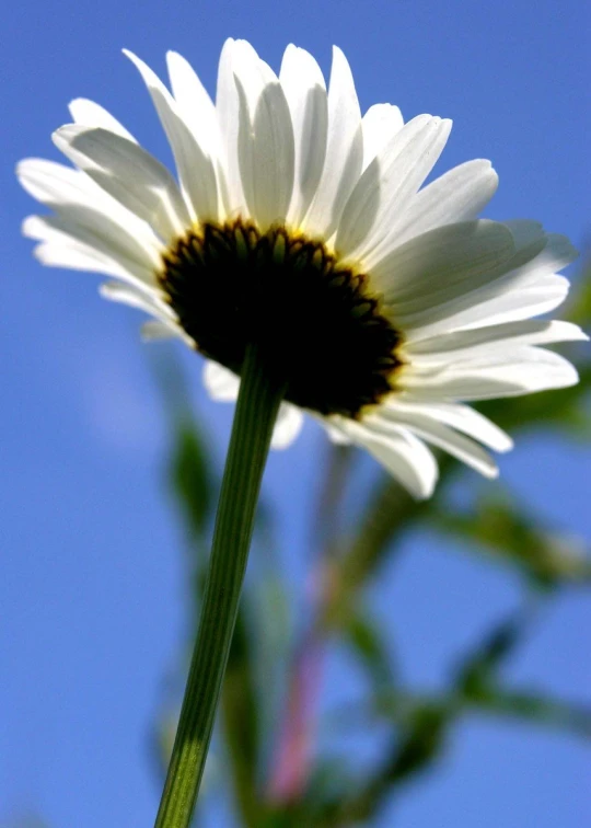 a closeup of a daisy flower with blue sky in background