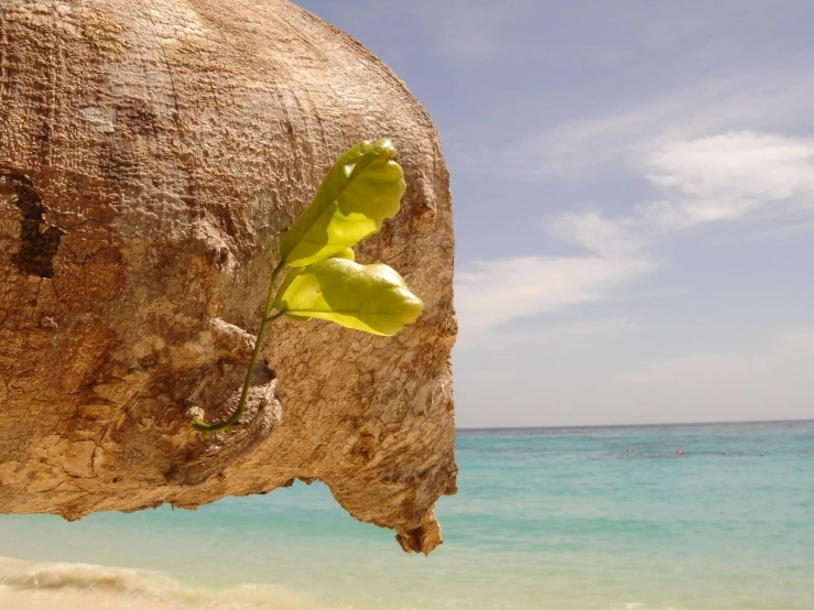 a flower is hanging from a tree on the beach