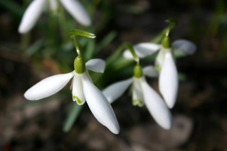 several white snowdrops in flower are in a cluster