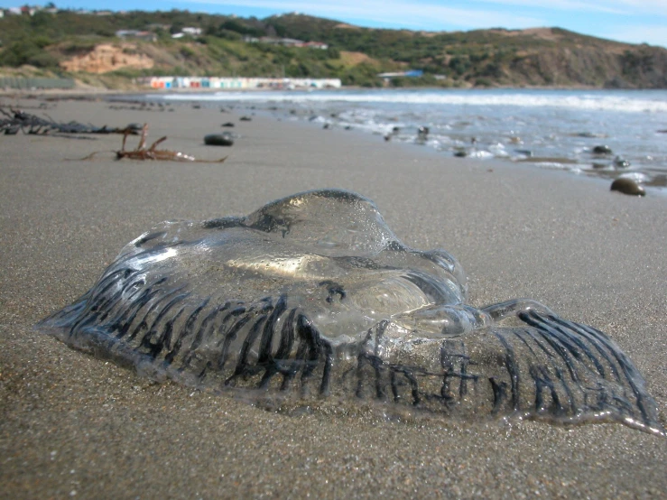 this is a jellyfish on a beach with sea foam and a sandy shore