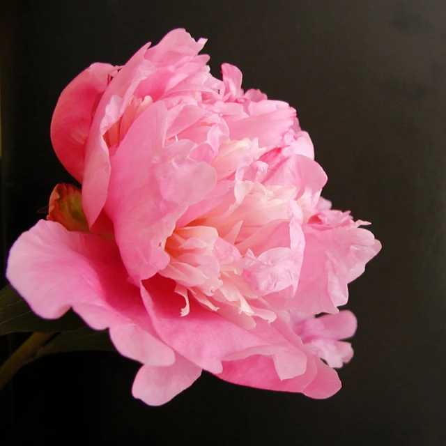 pink flowers against a black background closeup