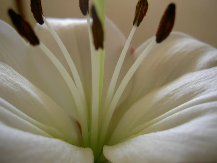 white flower with brown stamen around it