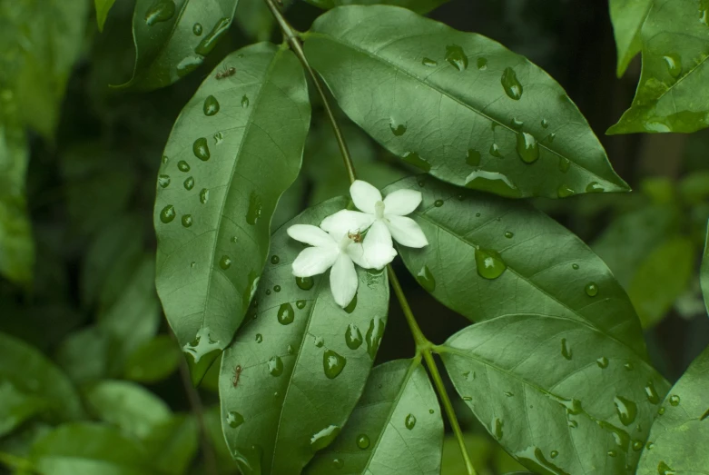 some leaves with flowers and rain drops all over them