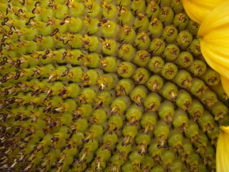 a close up s of a sunflower in bloom