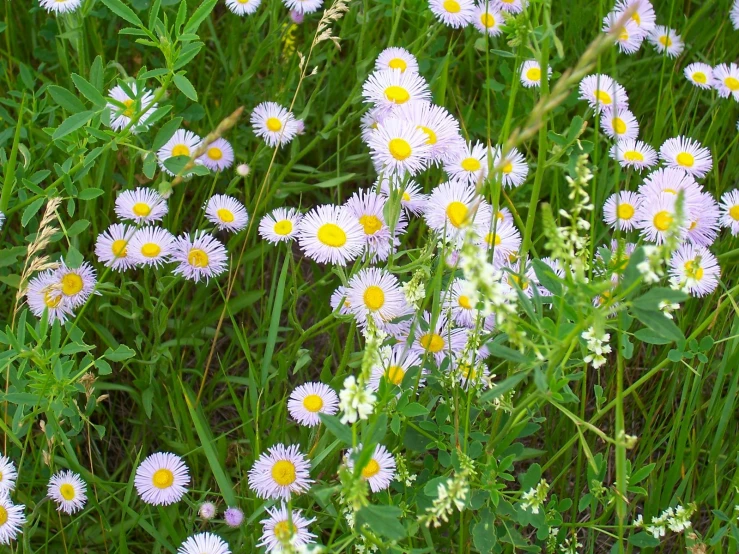 daisies are growing close to each other in the grass