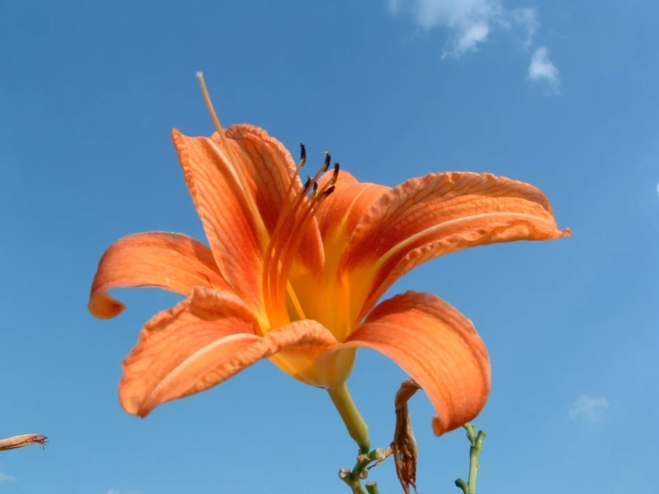 an orange flower in front of the blue sky